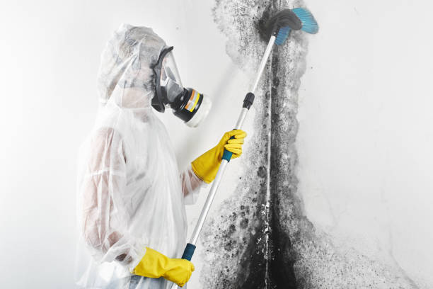 Best Attic Mold Removal  in Santee, SC